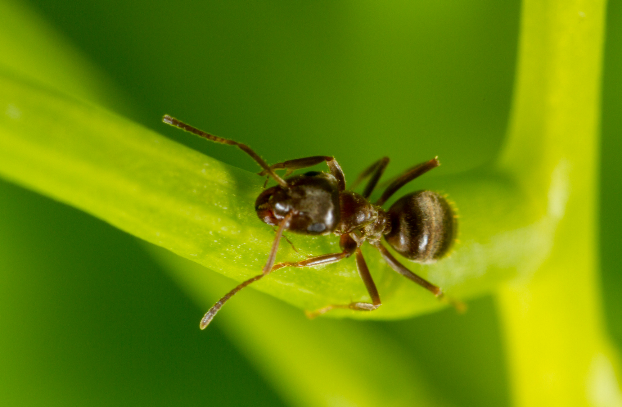 Siedem mrówek z bonusem